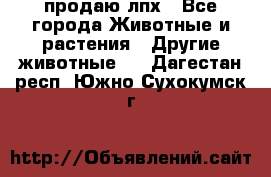 продаю лпх - Все города Животные и растения » Другие животные   . Дагестан респ.,Южно-Сухокумск г.